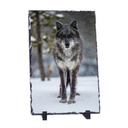 Big Bad Wolf