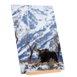 Amoosing Tetons