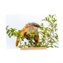Angry Bird
