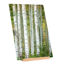 Aspens