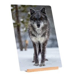 Big Bad Wolf