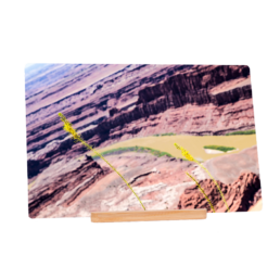 Desert Blooming