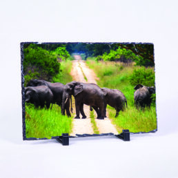 Elephant Trail