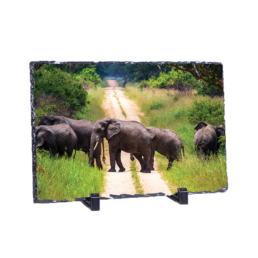 Elephant Trail