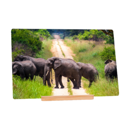 Elephant Trail