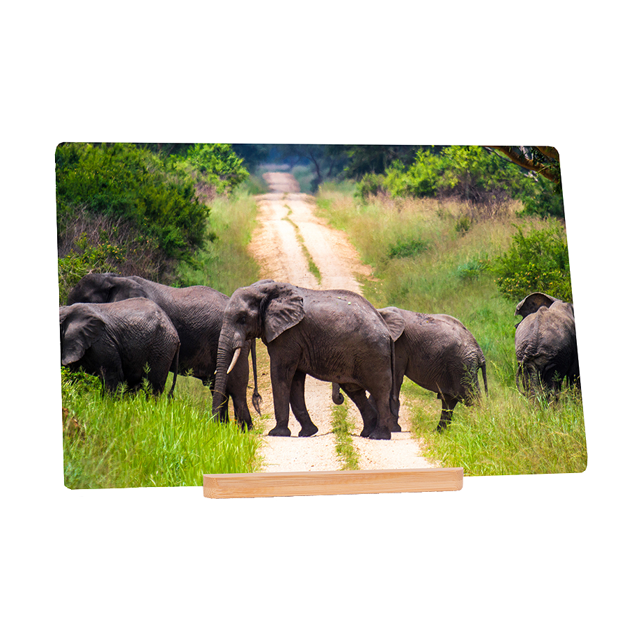 Elephant Trail
