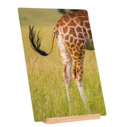 Flyswatter