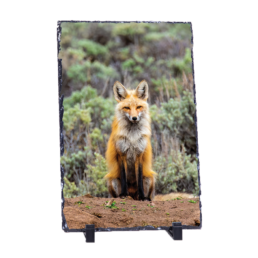 Fox Sage
