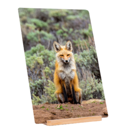 Fox Sage