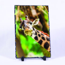 Have You Seen My Ear