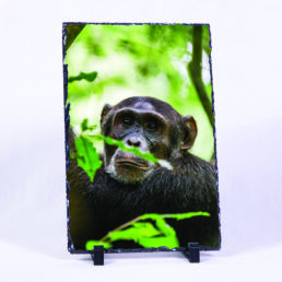 Hiding In Plain Sight