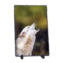 Howl