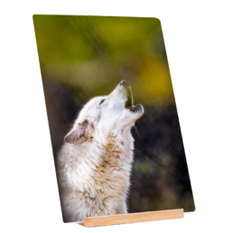 Howl