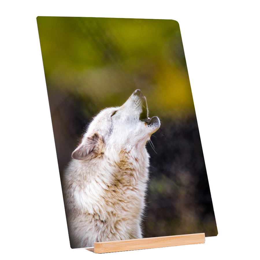 Howl