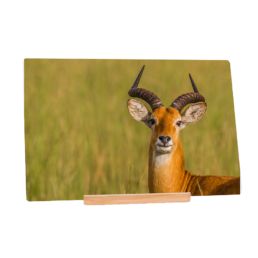 I Will Run