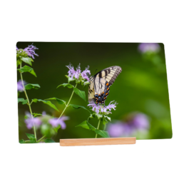 Madama Butterly