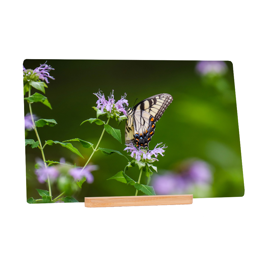 Madama Butterly