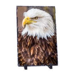 Majestic Pride