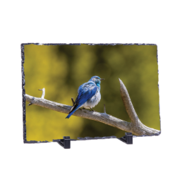 Mountain Blue Bird