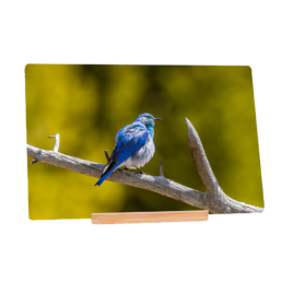 Mountain Blue Bird