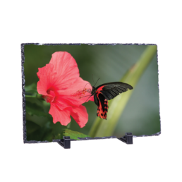 Red Pollination