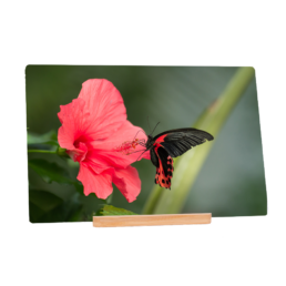 Red Pollination