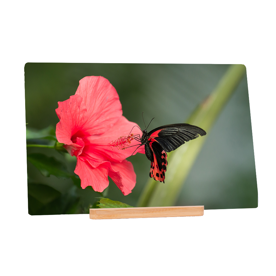 Red Pollination