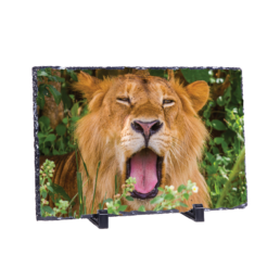 Royal Yawn