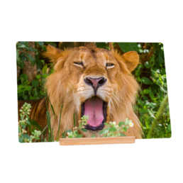 Royal Yawn