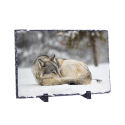 Sleeping Hunter