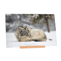 Sleeping Hunter