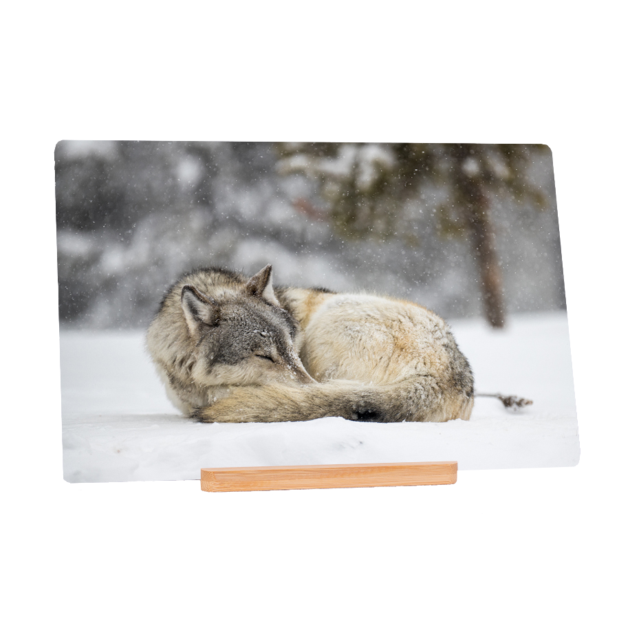 Sleeping Hunter