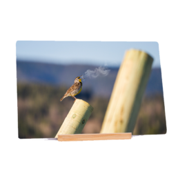 Small Voice