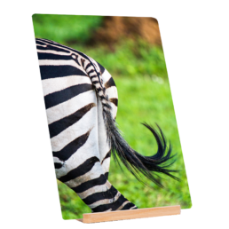 Striped Back