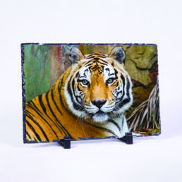 The Eye Of The Tiger