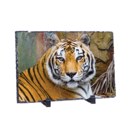 The Eye Of The Tiger