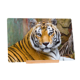 The Eye Of The Tiger