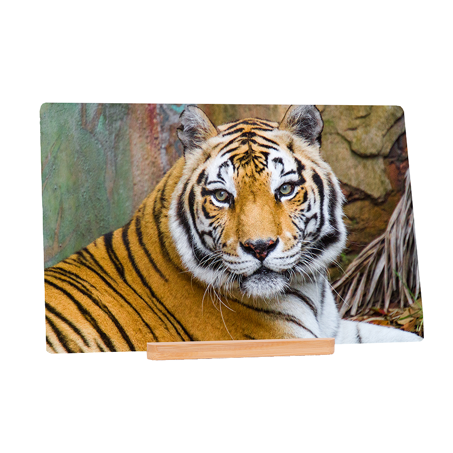 The Eye Of The Tiger