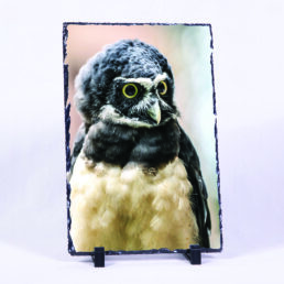 The Spectacled Owl