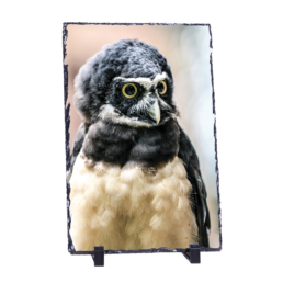 The Spectacled Owl