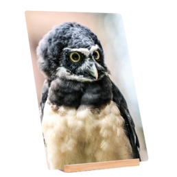 The Spectacled Owl