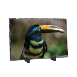 Toucan Do It