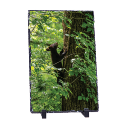 Tree Climber