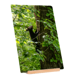 Tree Climber