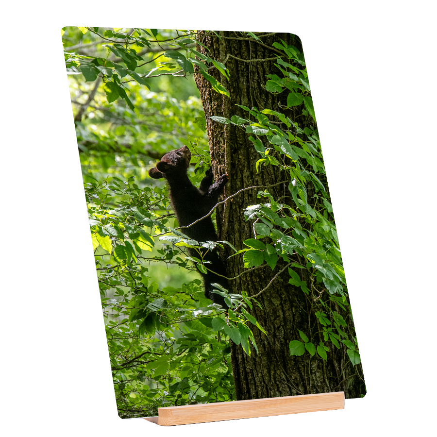 Tree Climber