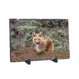 Wary Fox