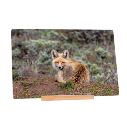 Wary Fox