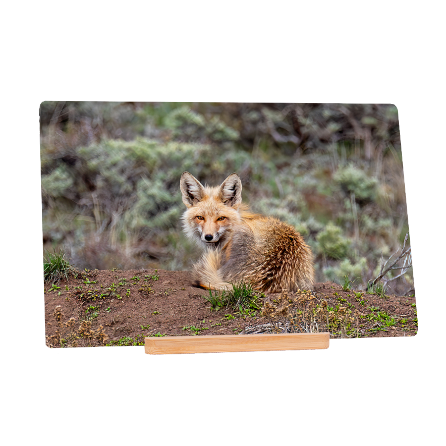 Wary Fox