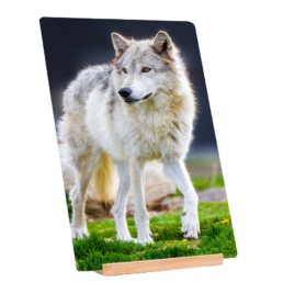 White Fur