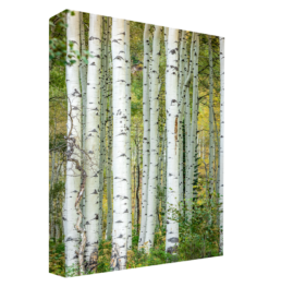 Aspens